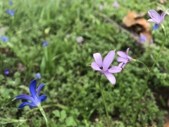 Tecophilaea violiflora