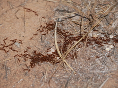 Neivamyrmex nigrescens