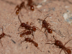 Neivamyrmex nigrescens