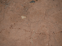 Neivamyrmex nigrescens