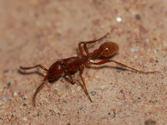 Neivamyrmex nigrescens
