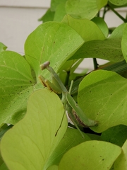 Stagmomantis carolina