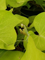 Stagmomantis carolina