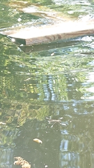 Limnoporus rufoscutellatus