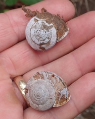 Helminthoglypta arrosa