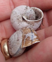 Helminthoglypta arrosa