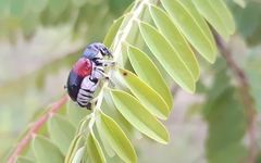 Megalostomis pyropyga