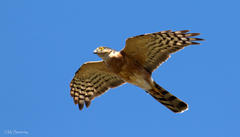 Rufous-Breasted Sparrowhawk photo 1