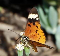 Acraea encedon encedon