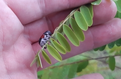 Megalostomis pyropyga