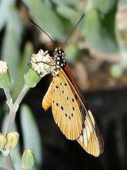 Acraea encedon encedon