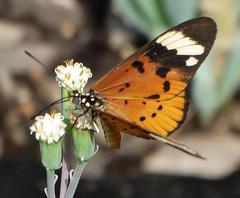 Acraea encedon encedon