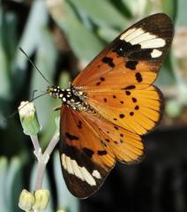 Acraea encedon encedon