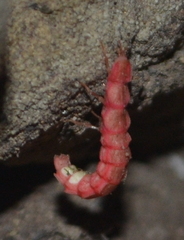 Microphotus angustus