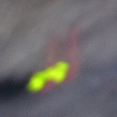 Microphotus angustus