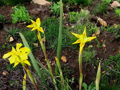 Moraea spathulata