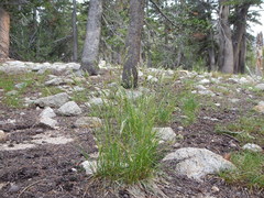Poa fendleriana