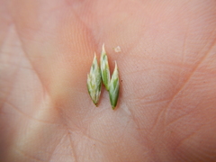 Poa fendleriana