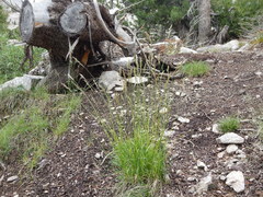 Poa fendleriana