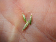 Poa fendleriana