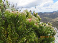 Leucadendron dregei