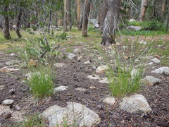 Poa fendleriana