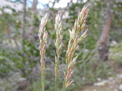 Poa fendleriana