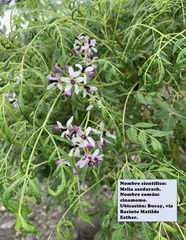 Melia azedarach