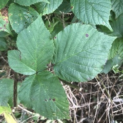Rubus subtercanens