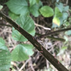 Rubus subtercanens