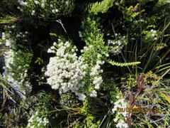 Dolichothrix ericoides