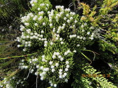 Dolichothrix ericoides