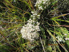 Dolichothrix ericoides