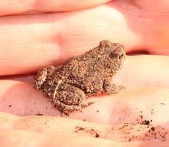 Poyntonophrynus fenoulheti