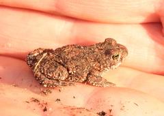 Poyntonophrynus fenoulheti