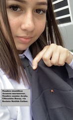 Melia azedarach