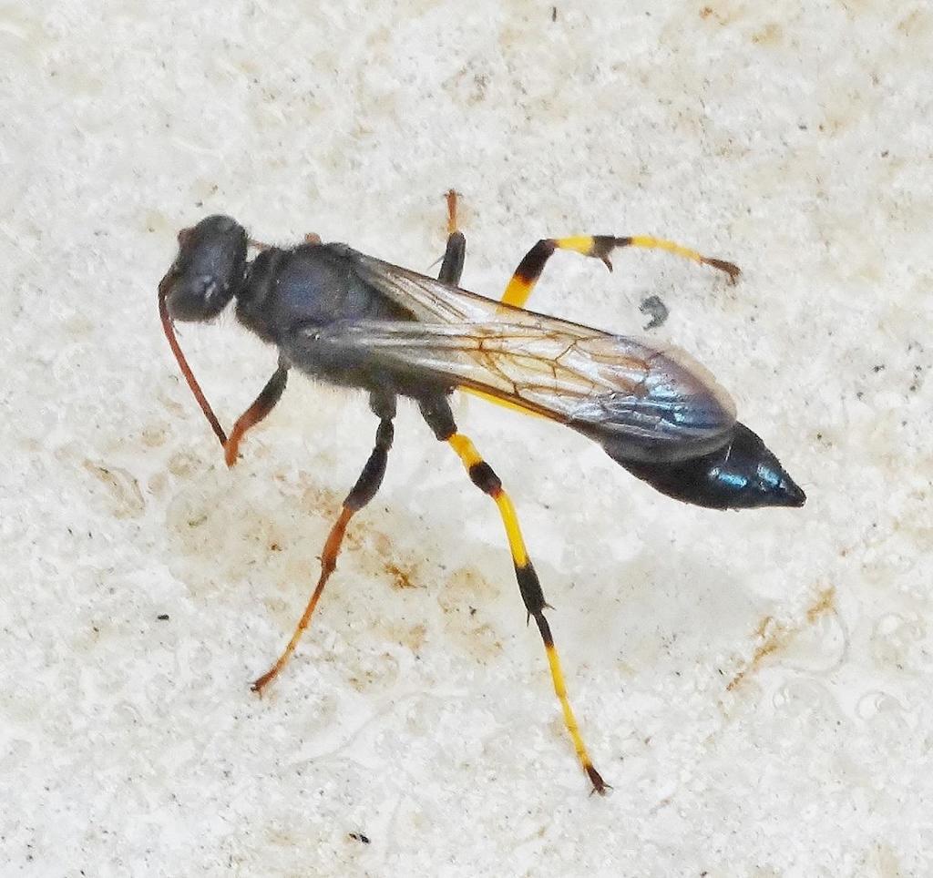 False Mud-dauber Wasp