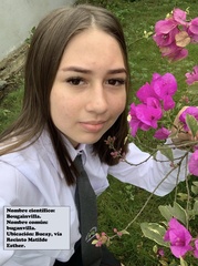Melia azedarach