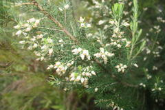 Erica caffra caffra