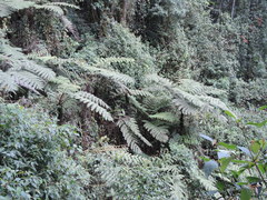 Cyathea manniana