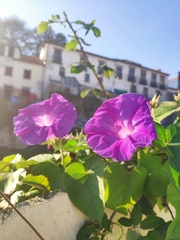 Ipomoea indica