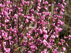 Erica gnaphaloides