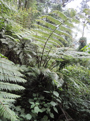 Cyathea manniana