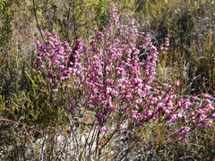 Erica gnaphaloides
