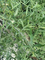 Artemisia umbrosa