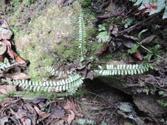 Asplenium normale