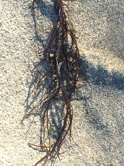 Gracilaria chilensis
