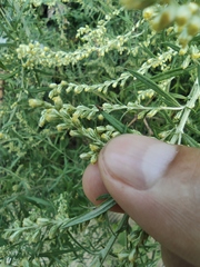 Artemisia umbrosa