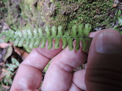 Asplenium normale
