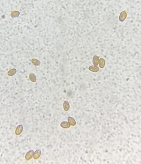 Cortinarius harrisonii